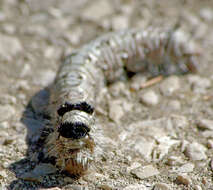 Image of lappet moth