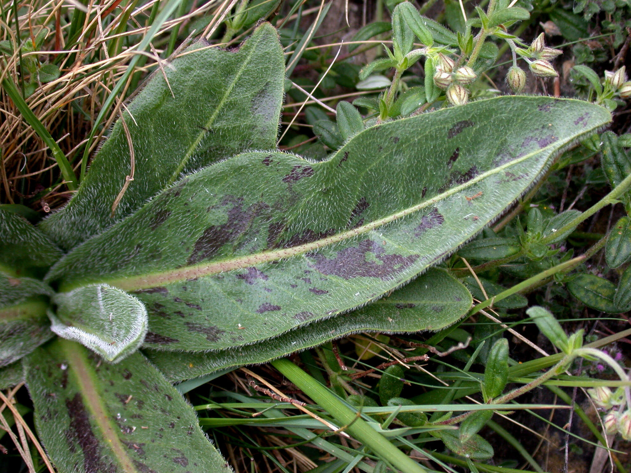 Image of Hypochaeris maculata L.