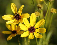 Image of tall tickseed