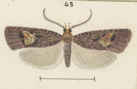 Image of Phycomorpha metachrysa Meyrick 1914