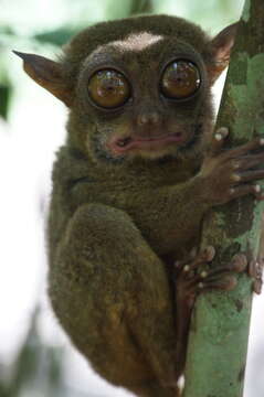 Image of tarsier