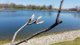 Image of Allegheny Serviceberry