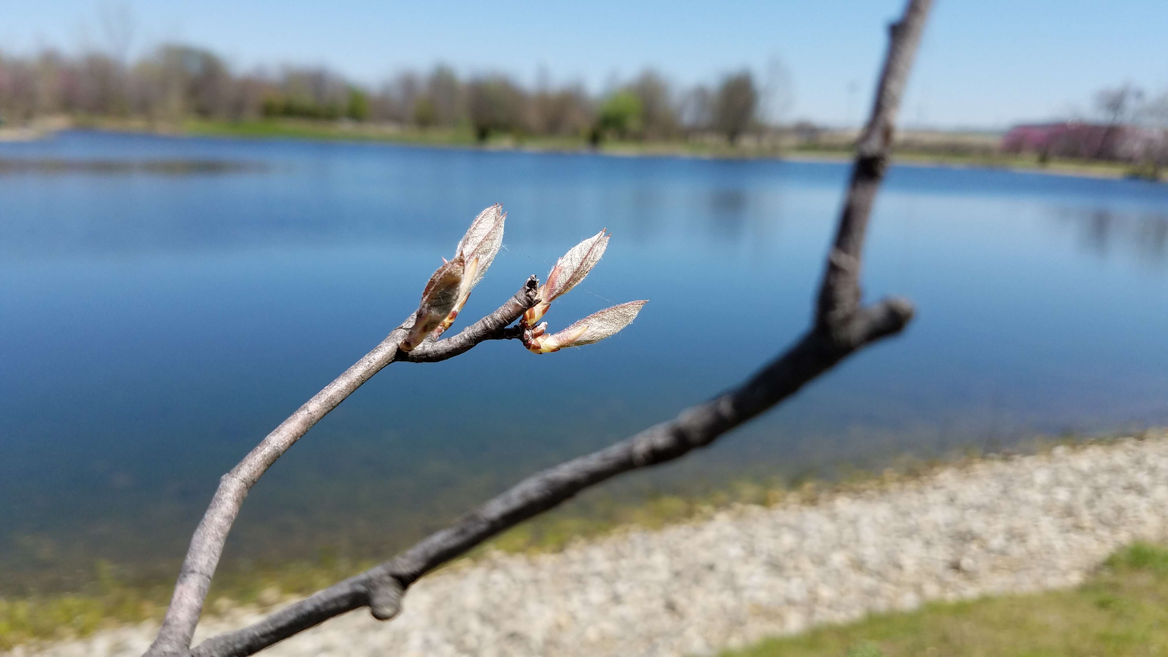 Image de Amelanchier laevis Wieg.