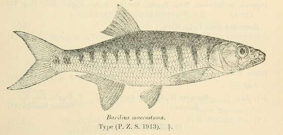 Image of Senegal Minnow