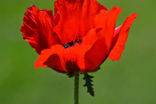 Image of Oriental poppy