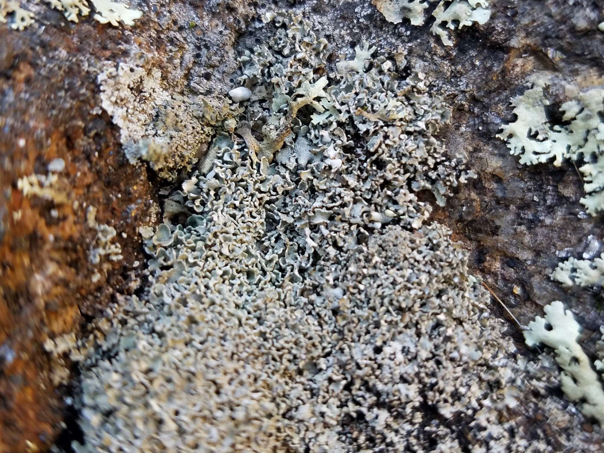 Image of Cladonia strepsilis