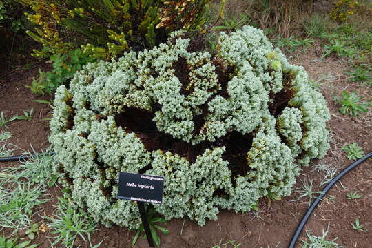 Sivun Veronica topiaria (L. B. Moore) Garn.-Jones kuva