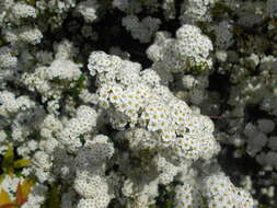 Image of Asian meadowsweet