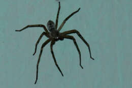 Image of Golden Huntsman Spiders