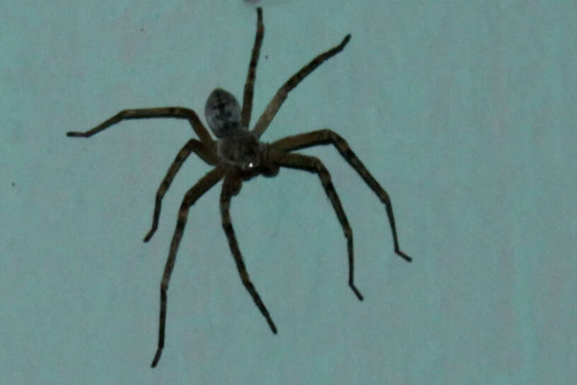Image of Golden Huntsman Spiders