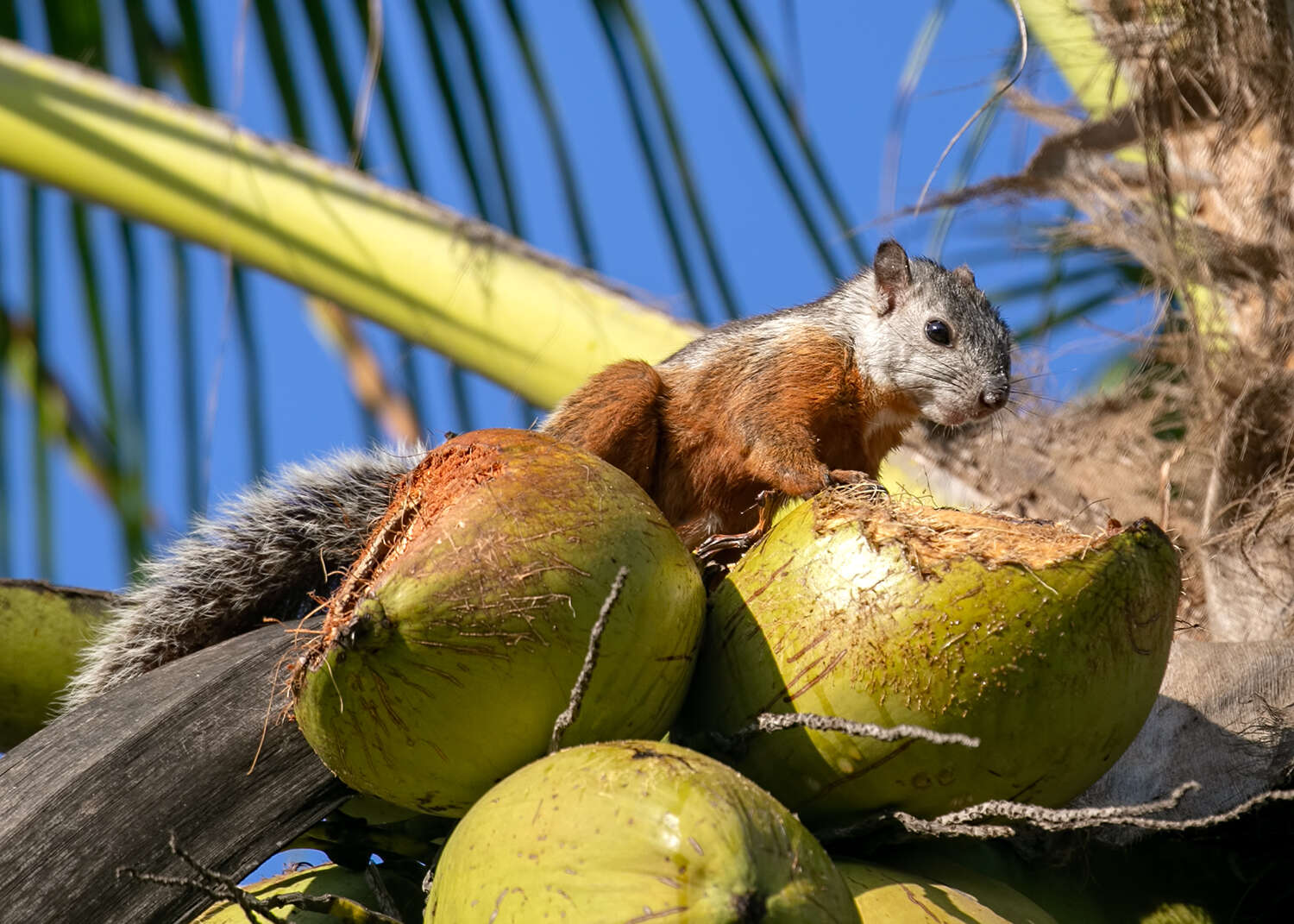 Image of Variegated Squirrel