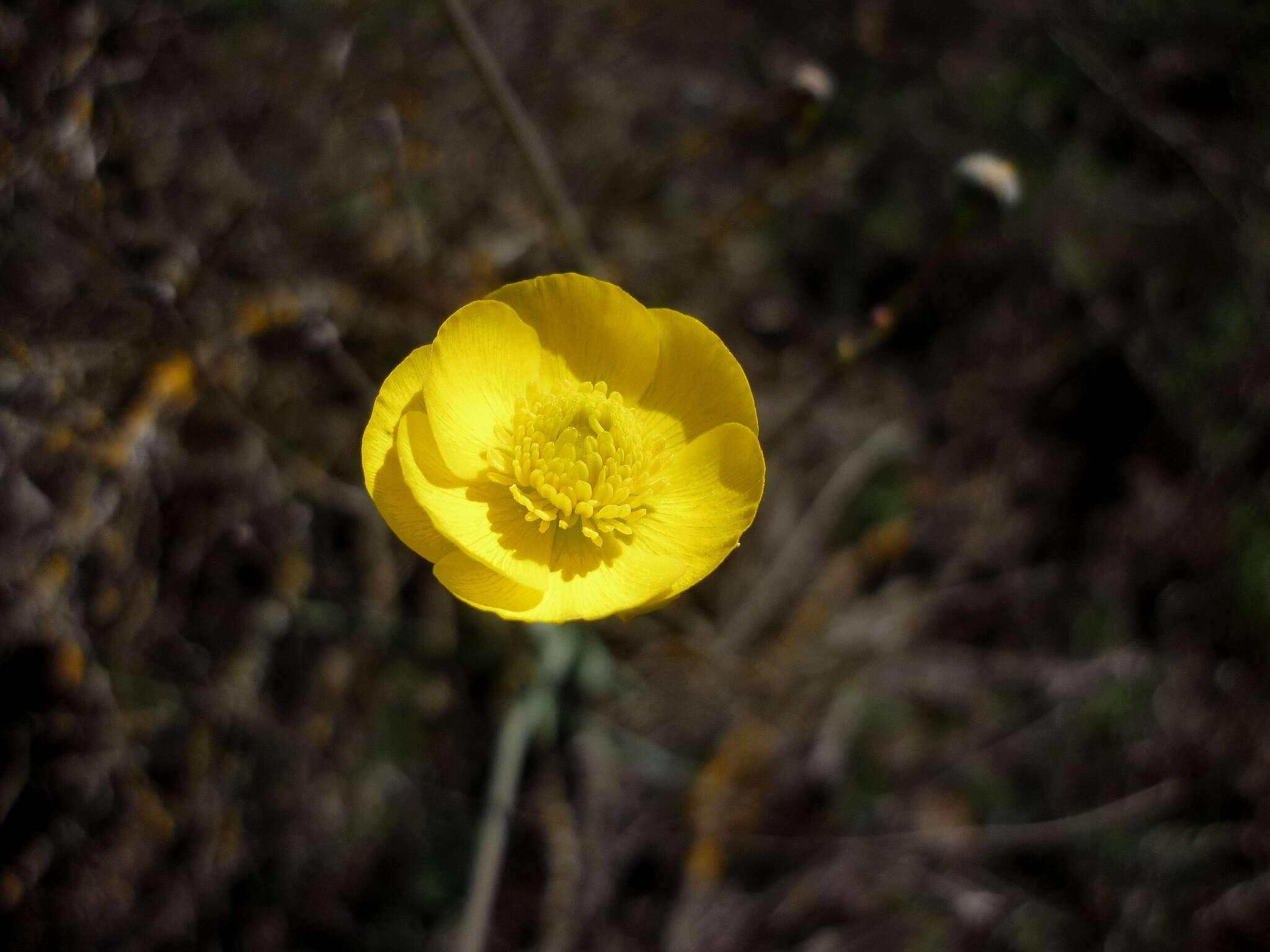 Image of Ranunculus gramineus L.