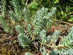 Слика од Petrosedum rupestre (L.) P. Heath