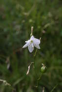 Image of Branched St Bernard's lily