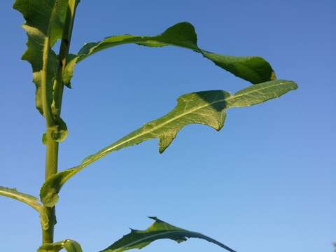 Plancia ëd Sonchus arvensis L.