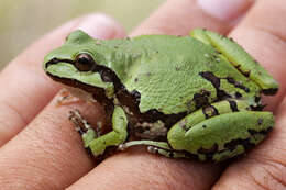 Image of Mountain Treefrog