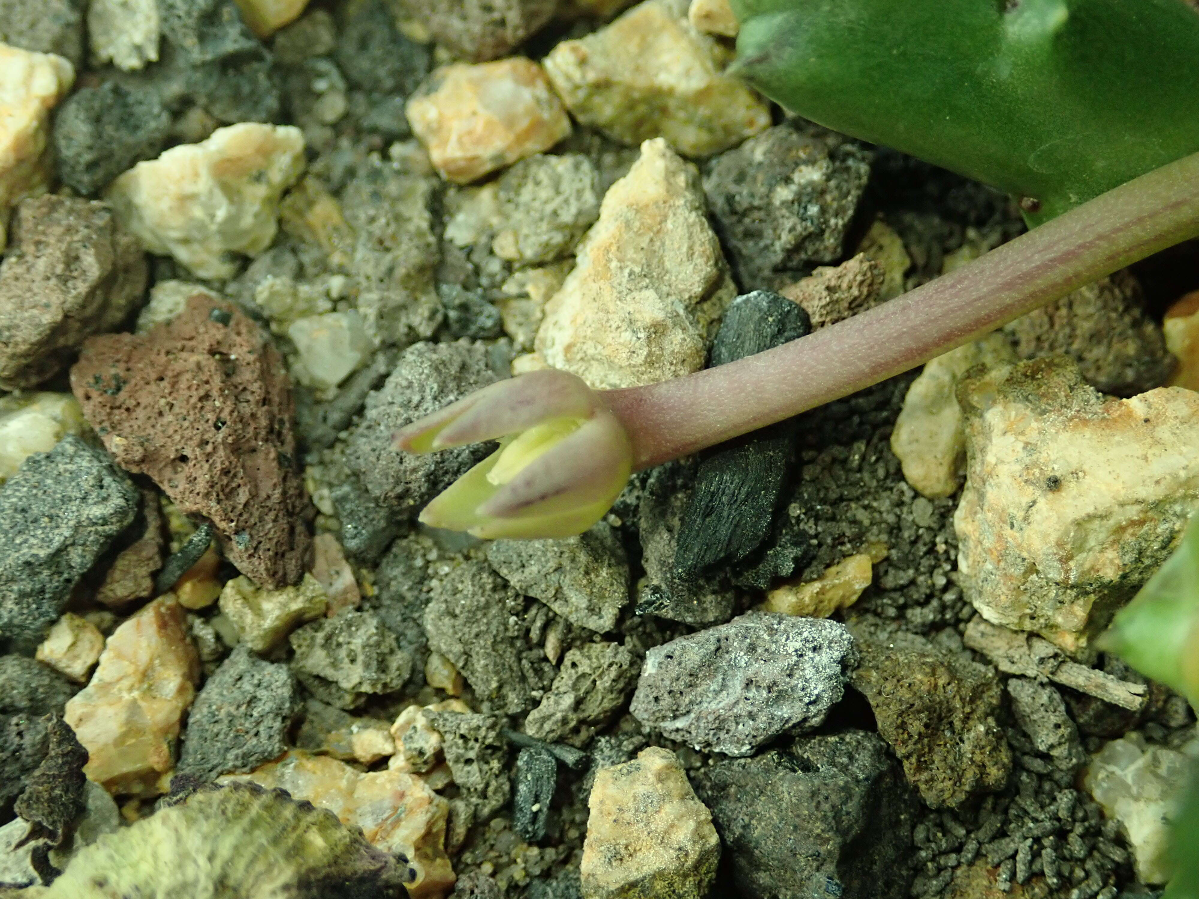 Ceropegia mixta (Masson) Bruyns resmi