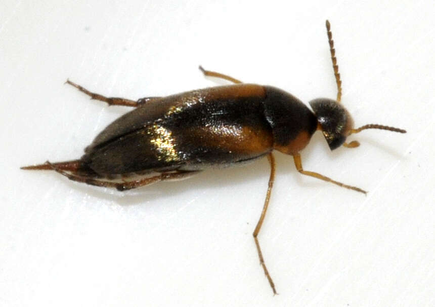 Image of Mordellistena humeralis