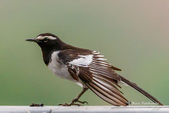 Image of White-browed Wagtail