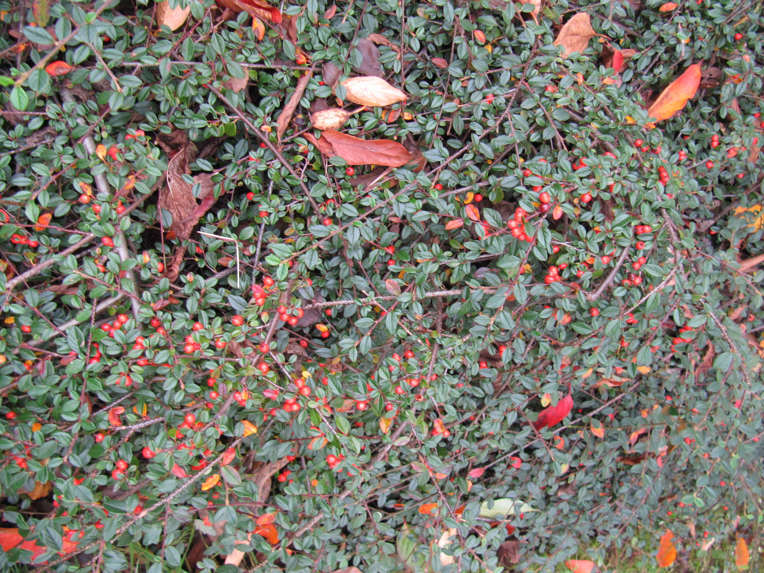 Image of Cotoneaster kweitschoviensis Klotz