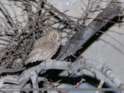 Image of Pallid Scops Owl