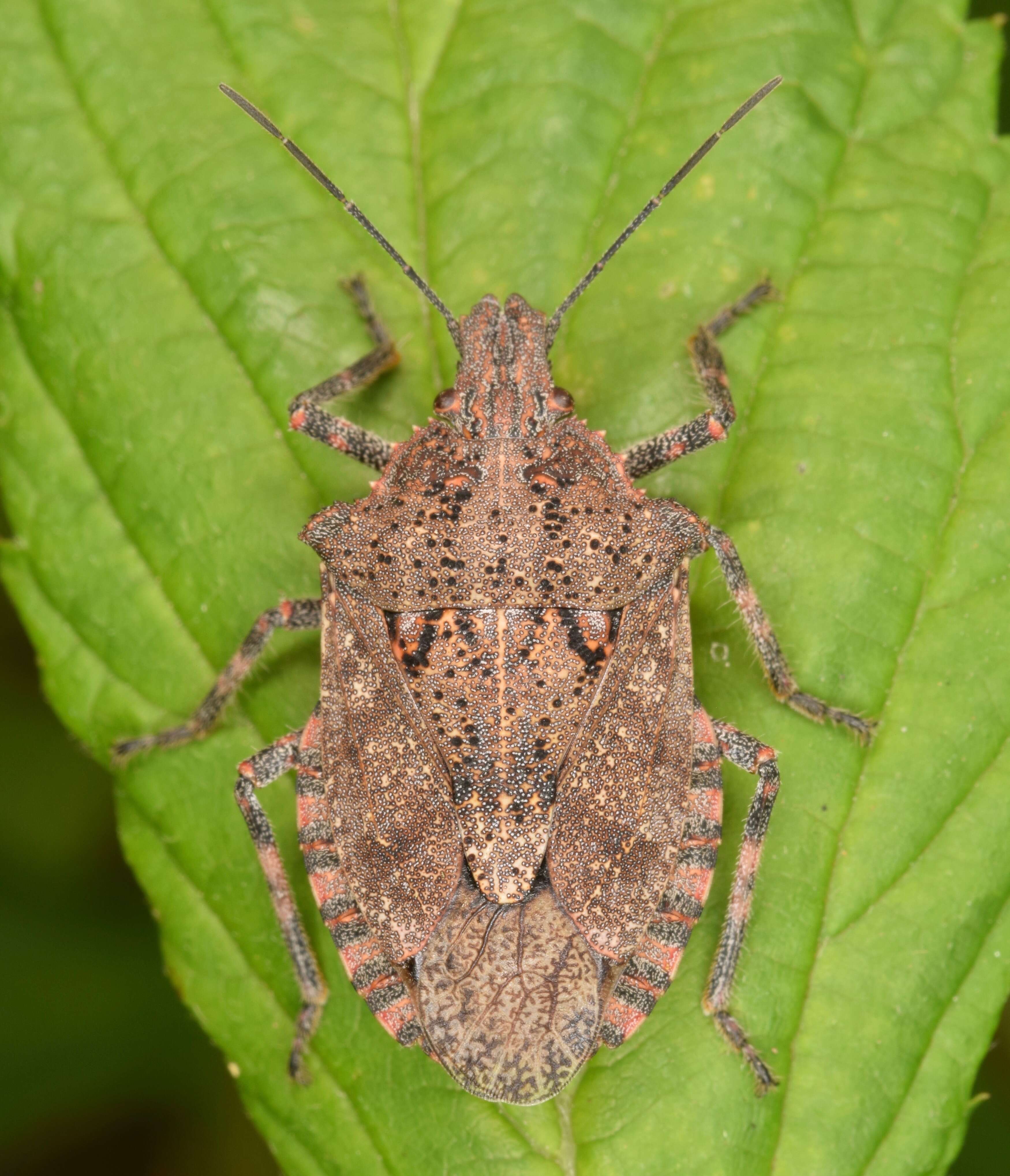 صورة Brochymena quadripustulata (Fabricius 1775)