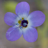 Image of Nevada gilia