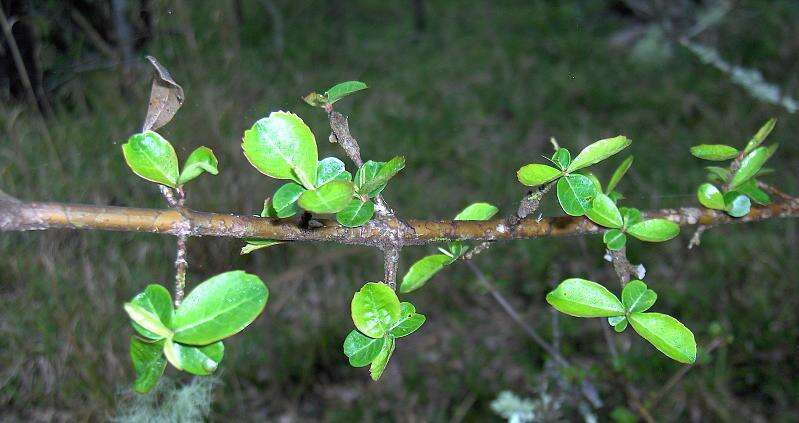 Image de Viburnum obovatum Walt.