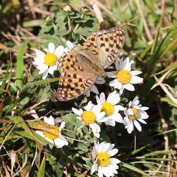 Image of High brown fritillary