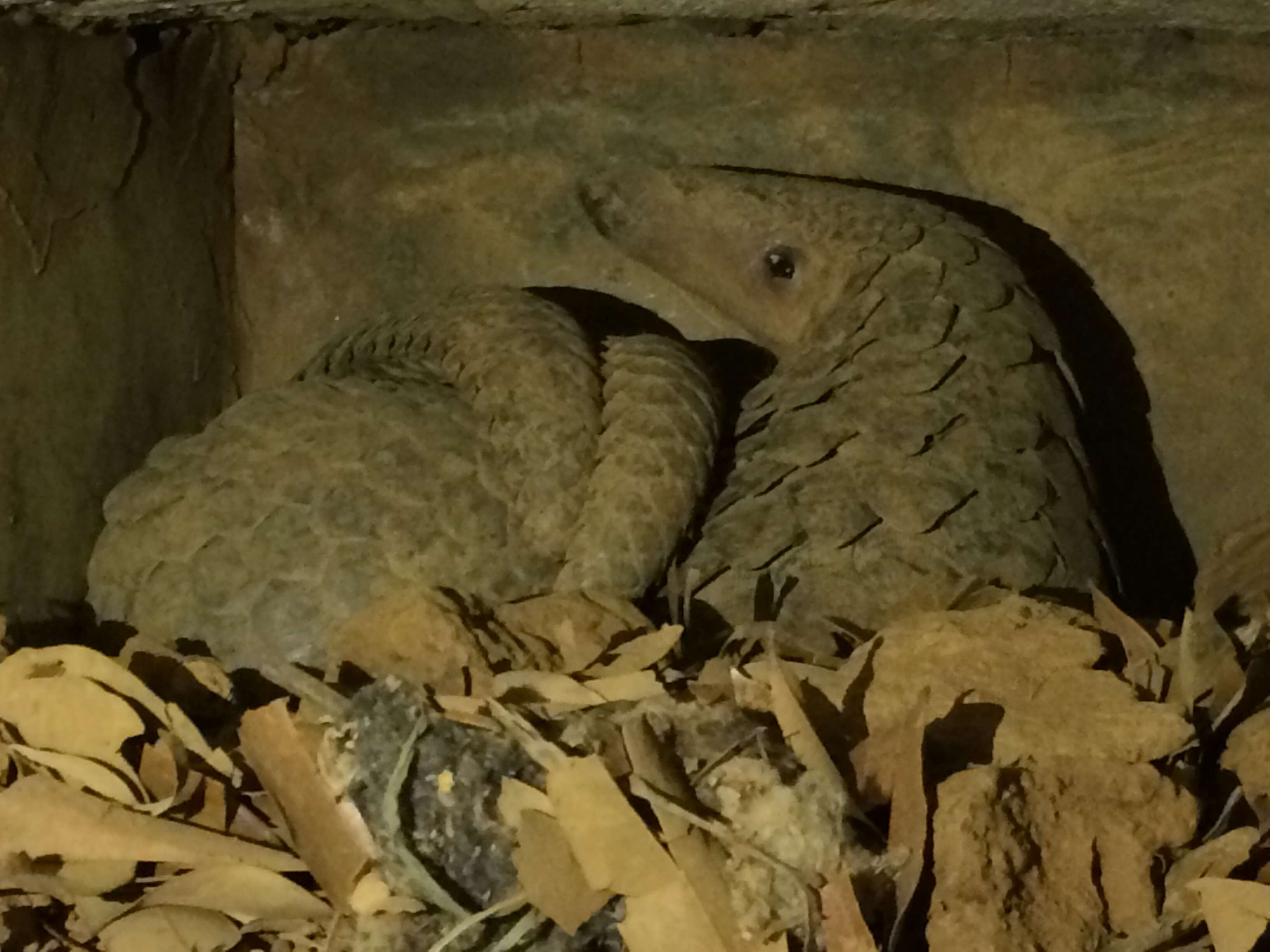 Image of Indian Pangolin