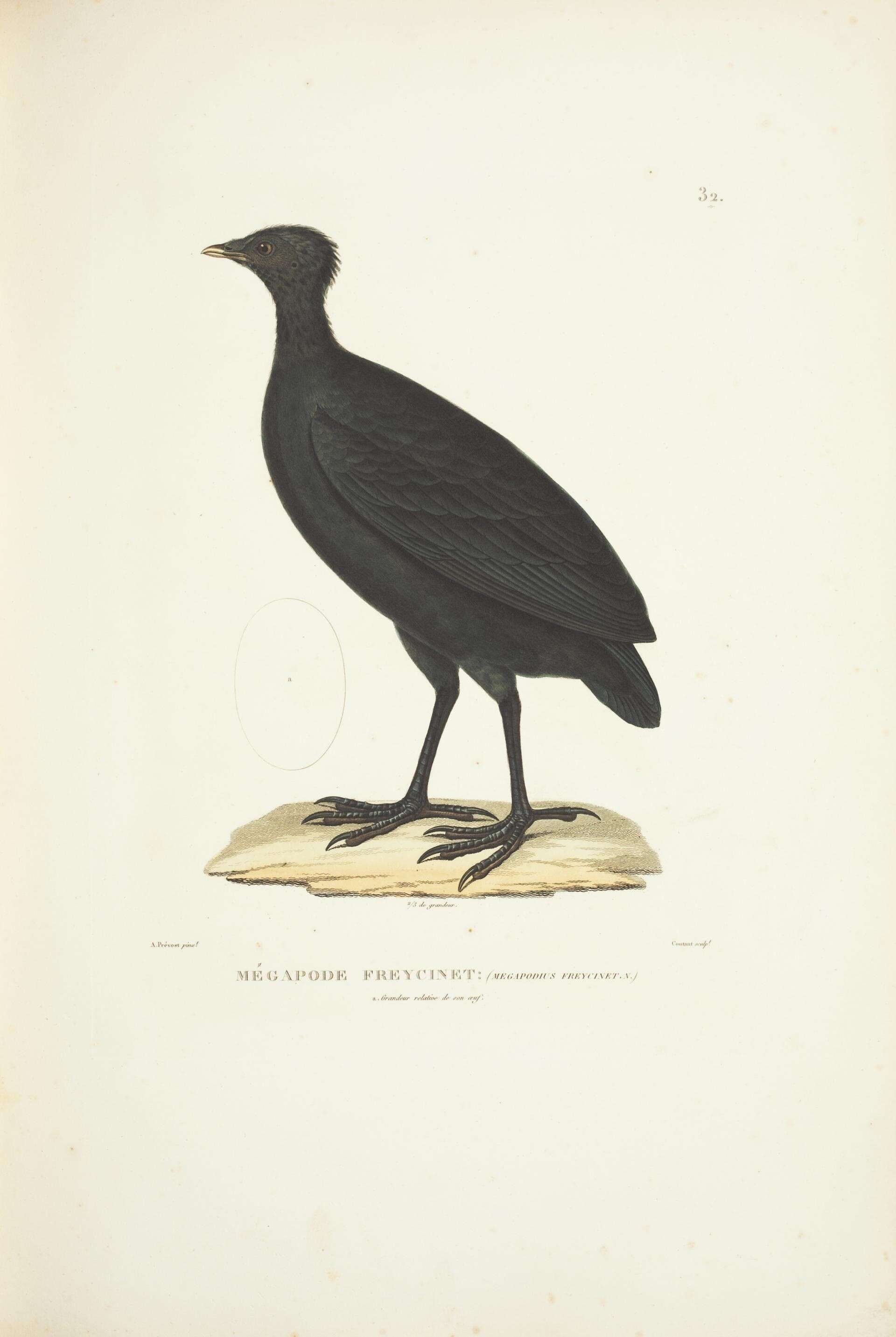 Image of Dusky Megapode