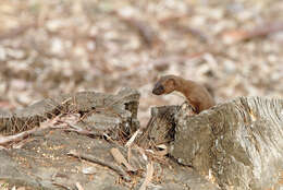 Image of least weasel