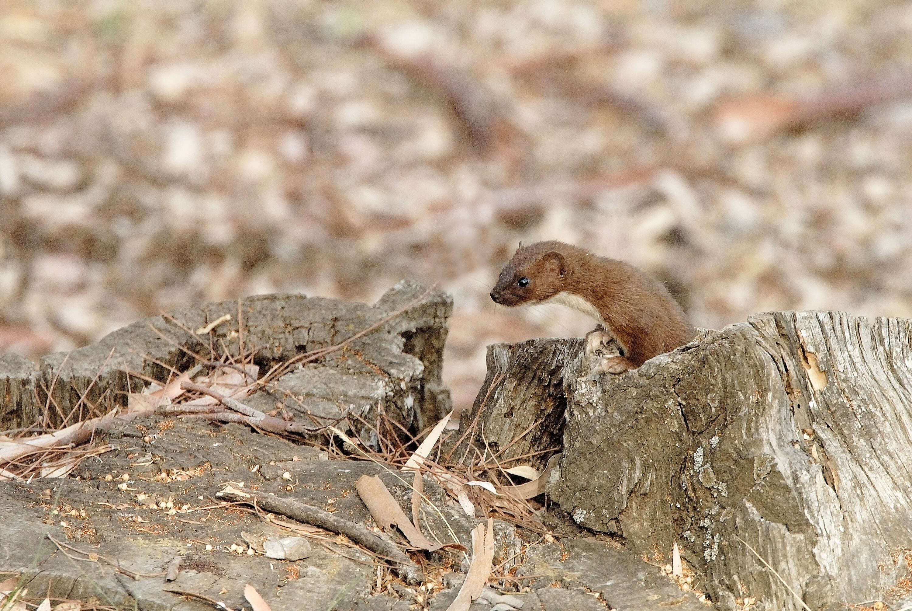 Image of least weasel