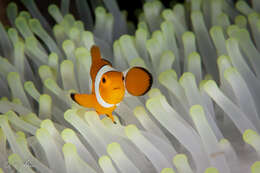 Image of Common clownfish