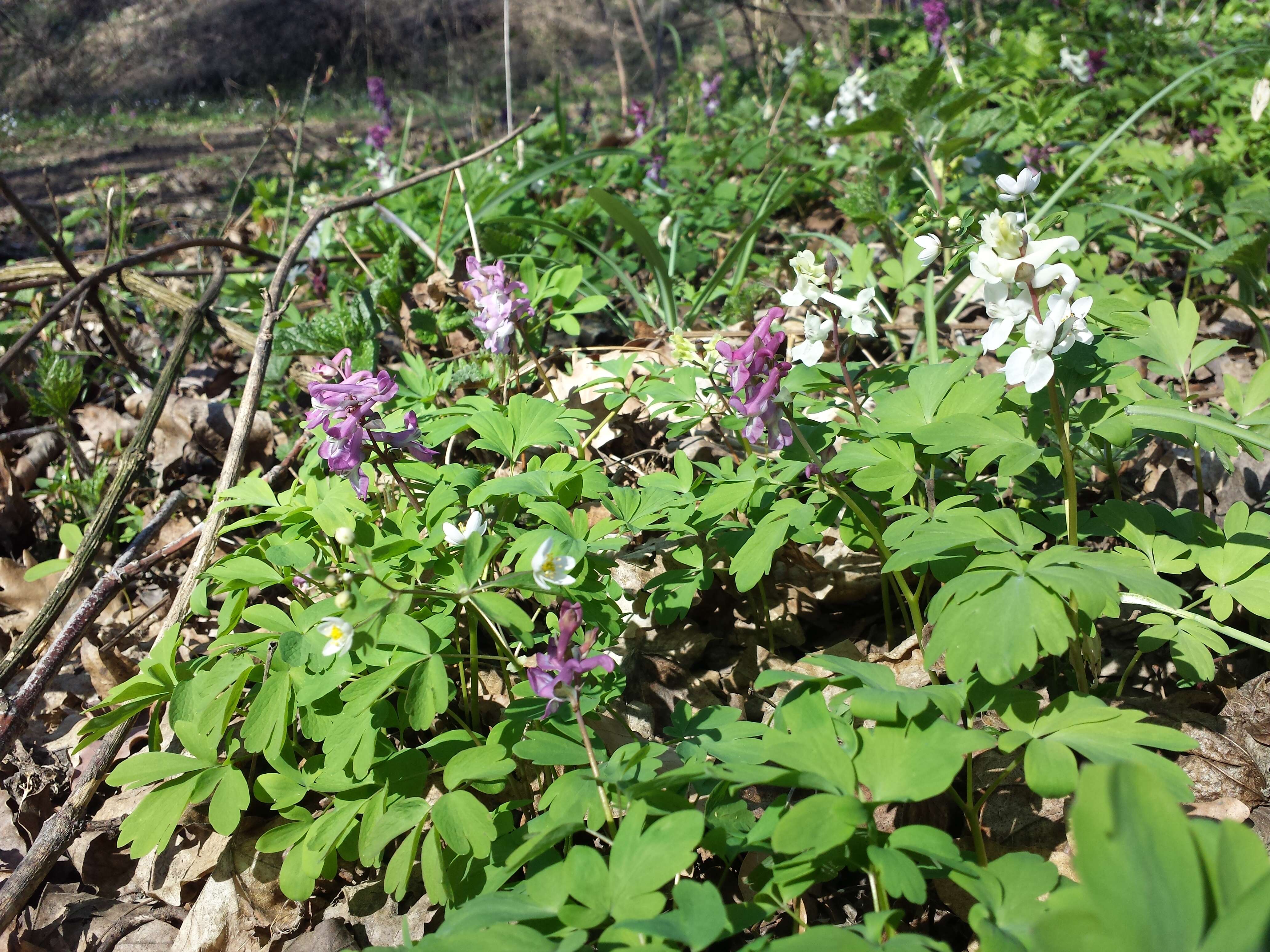 Слика од Corydalis cava (L.) Schweigger & Koerte