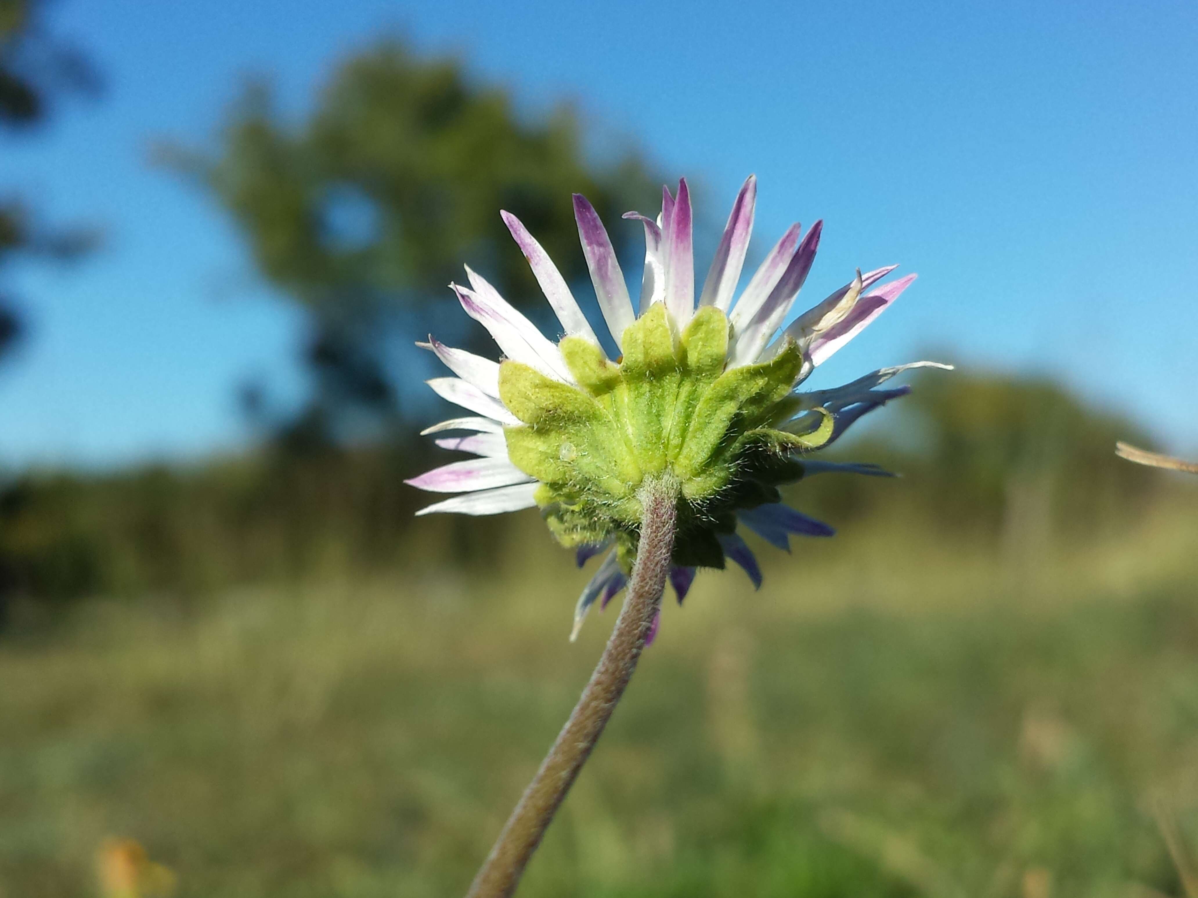 Bellis sylvestris Cyr. resmi