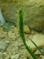 Image of Bulbine alooides (L.) Willd.