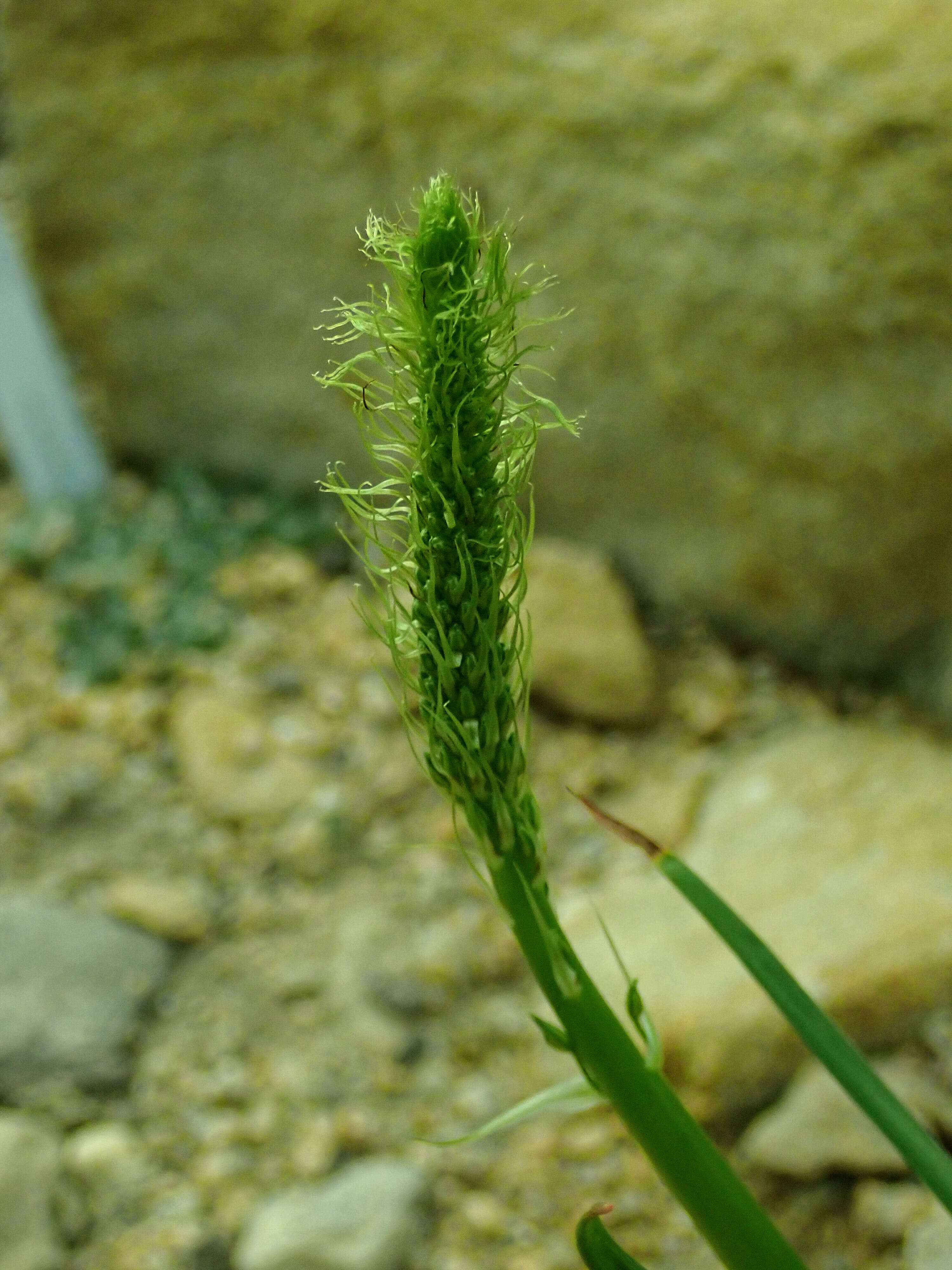 Image of Bulbine alooides (L.) Willd.