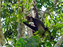 Image of Mexican spider monkey