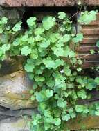 Image of Ivy-leaved Toadflax