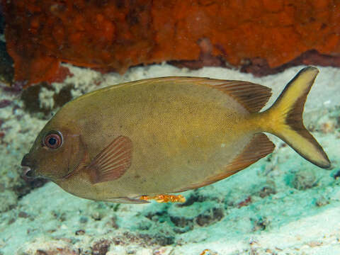 Image of Fine-spotted rabbitfish