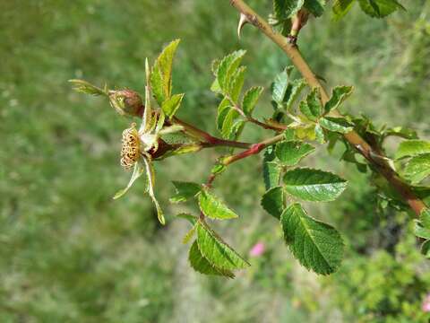 Image of Sweet-briar