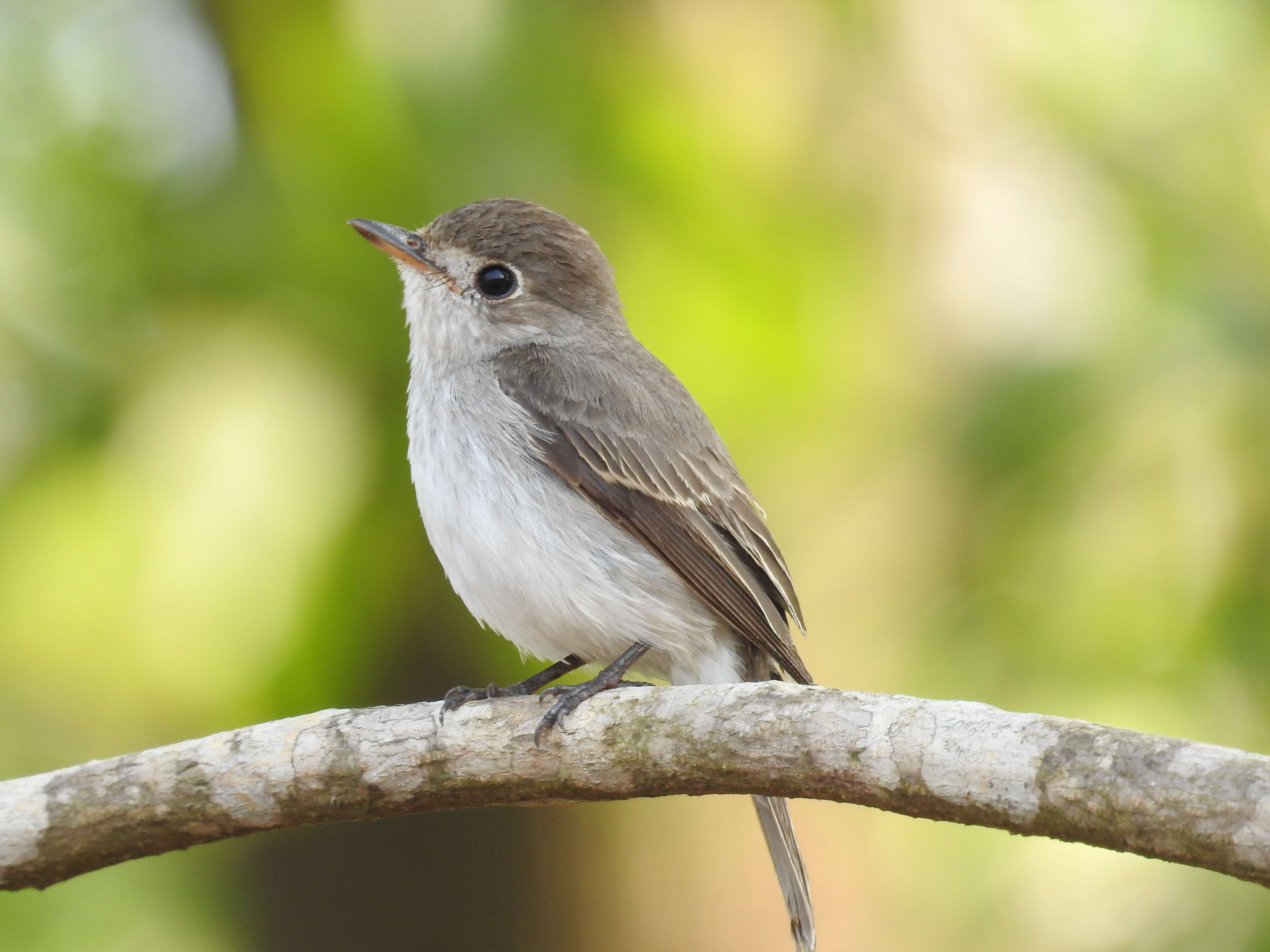 صورة Muscicapa dauurica Pallas 1811