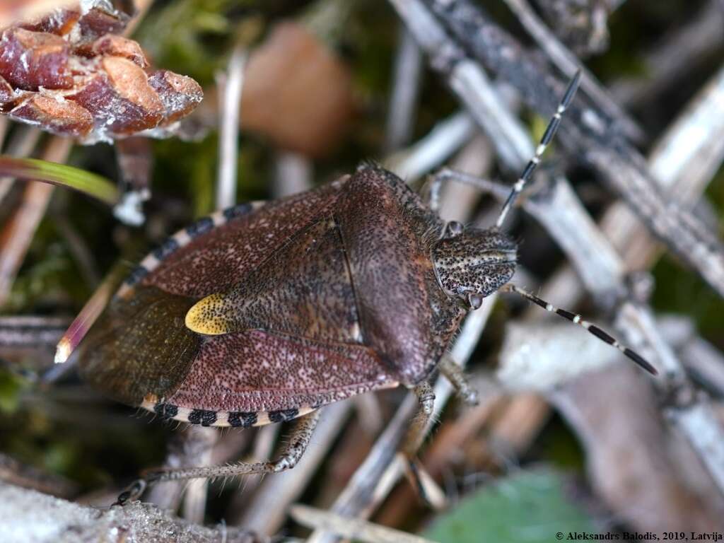 Image of sloe bug