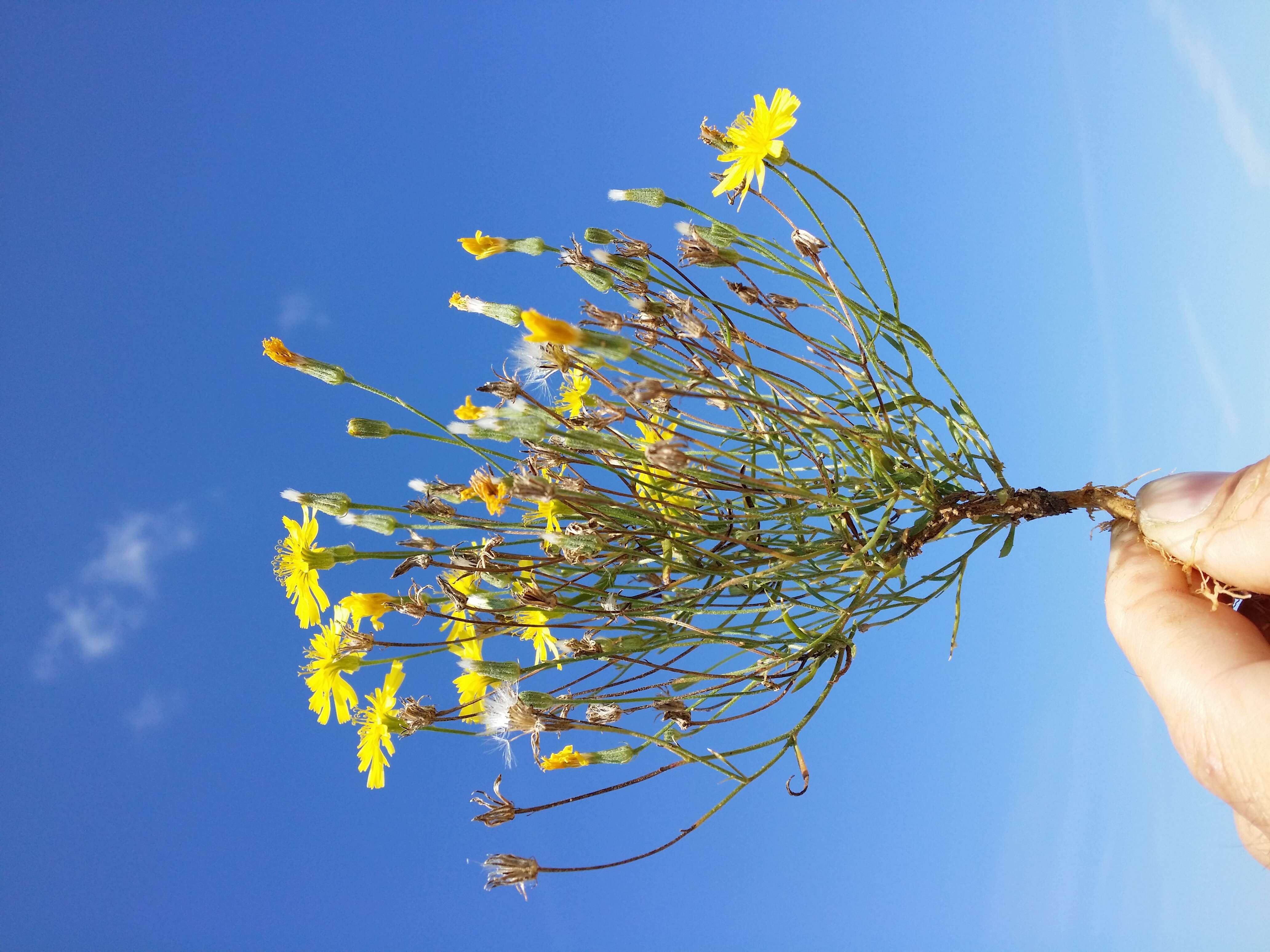 Image of narrowleaf hawksbeard