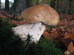 Image of Cep