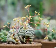 Image of Crassula alstonii Marloth