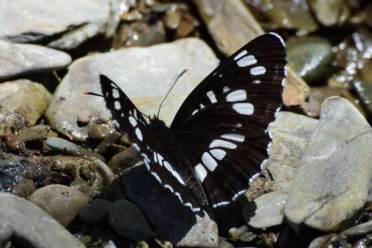 Image of Neptis rivularis Scopoli 1763