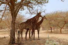 Image of Giraffe