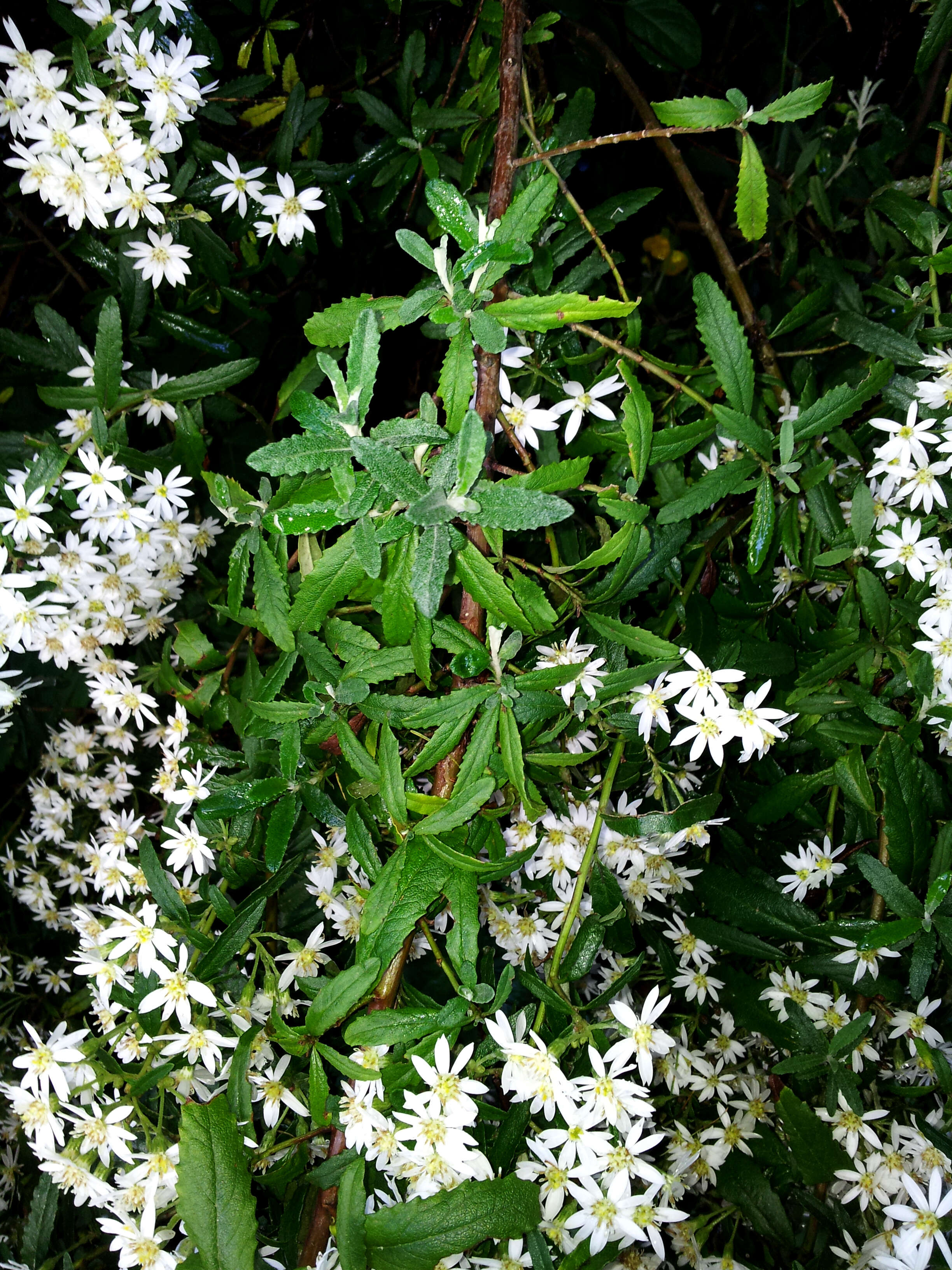 Olearia phlogopappa (Labill.) DC. resmi